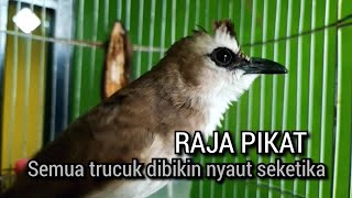 trucukan gacor RAJA PIKAT ini ampuh MENJADIKAN agar burung trucuk gacor NYAUT SEKETIKA