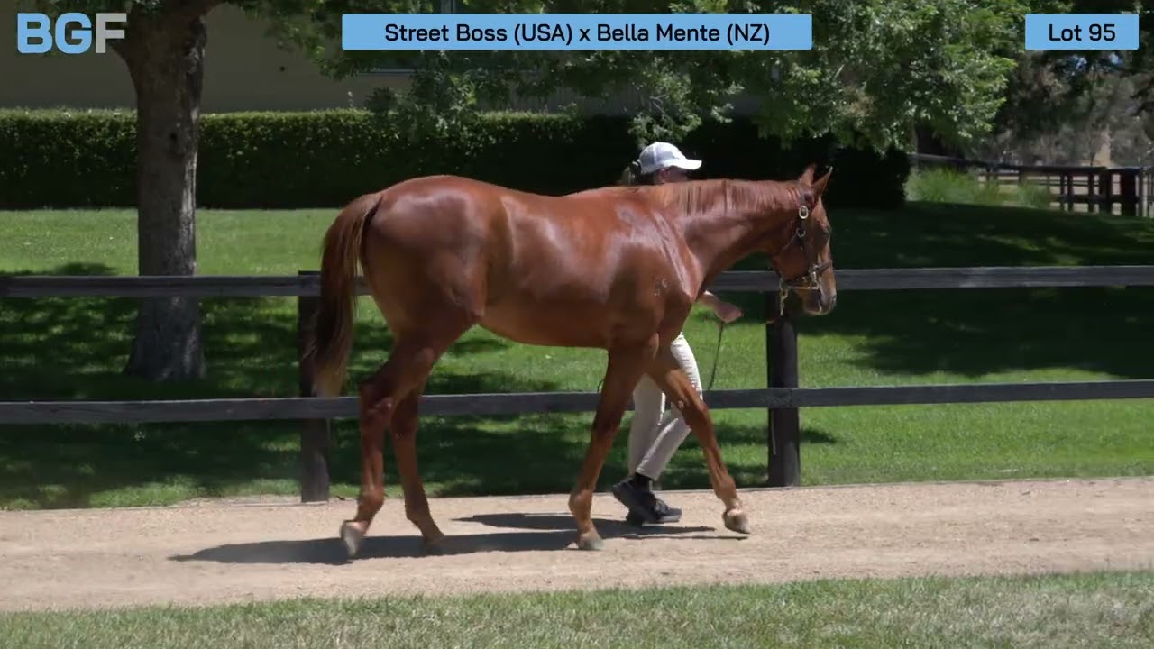 Lot 95 – Street Boss x Bella Mente – Colt - 2026 Magic Millions Yearling Sale
