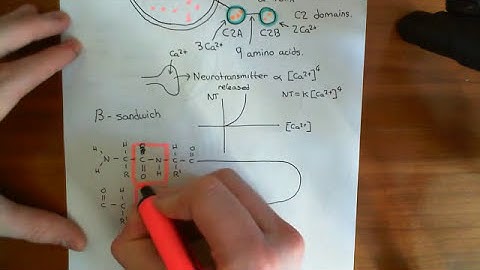 Introduction to Synaptotagmin Part 3