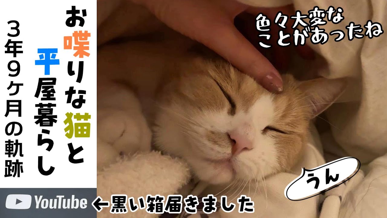 ぶ*猫様 最後まで　英語 ぶ*猫様 最後まで 英語 ぶ*猫様 最後まで 英語 I am