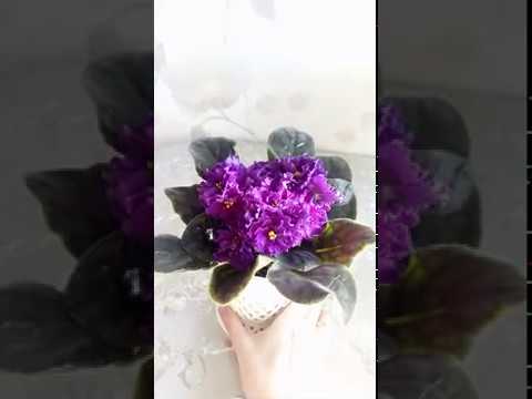 Фиалка Shanson - YouTube