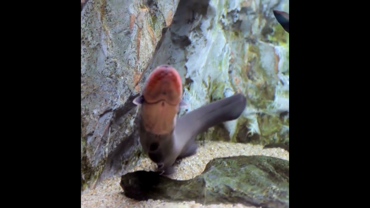 How dangerous is the electric eel? #fish #fishing #sealife