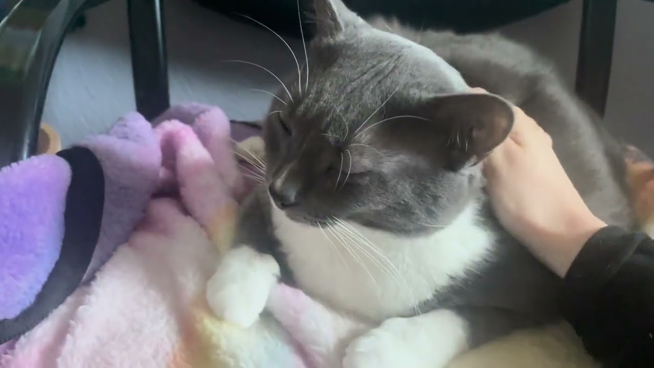 Cats and dogs bring joy, love, and laughter into our lives. 