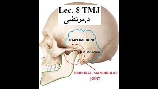 GR2 - Lec 8 - TMJ