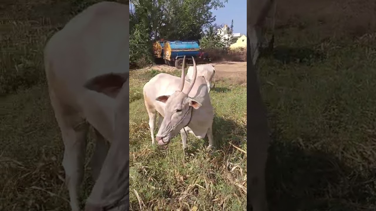 Fantastic Hallikar Pregnant Cow in Magadi Taluk