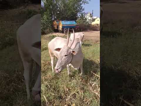 Fantastic Hallikar Pregnant Cow in Magadi Taluk