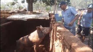 Matando Porco Pelando Na Agua Quente E Uma Tachada Na Chacara Bom Jesus -Panorama-Sp