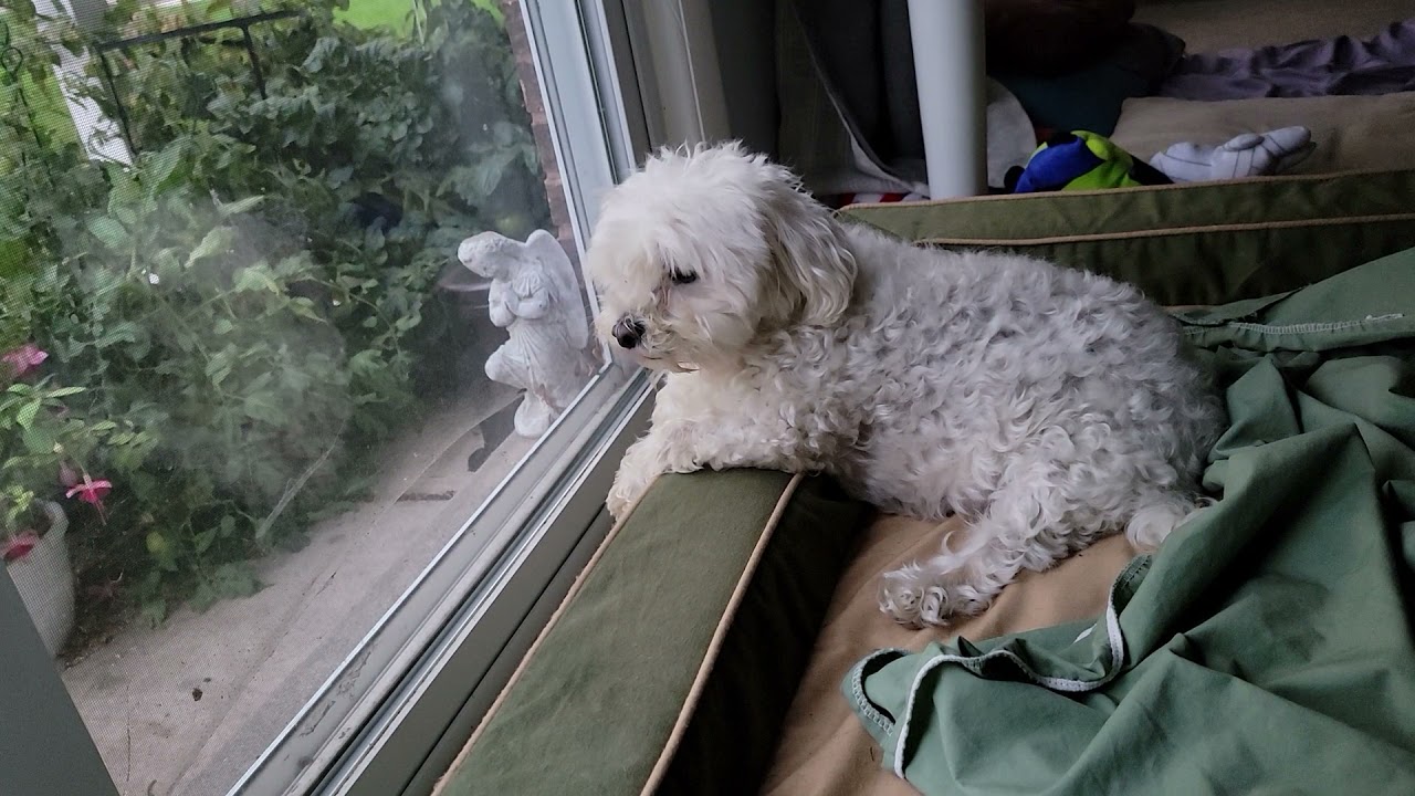 Maltese Loves To Howl With Harmonica Friends In Low Places YouTube