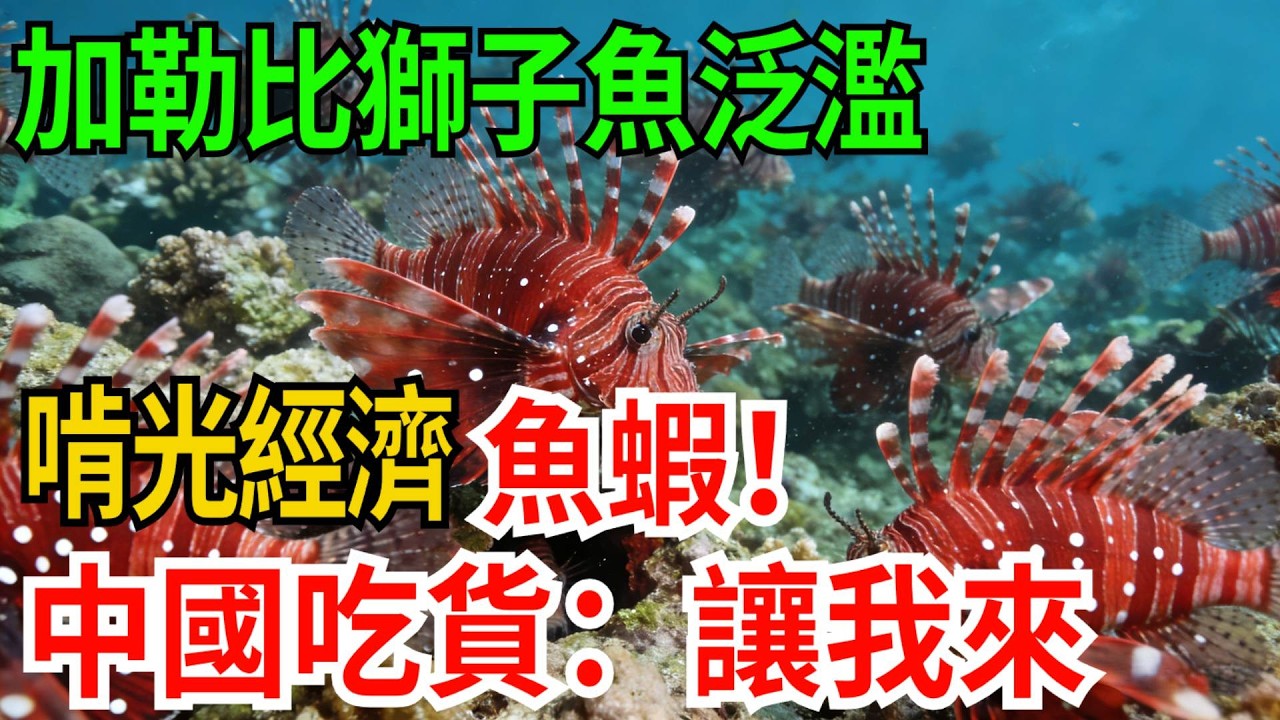 加勒比“毒王”獅子魚泛濫，啃光經濟魚蝦！中國吃貨隔空請戰：讓我來【觀勢經緯】#科普#世界之最 #出類拔萃 #top10#入侵物種 #加勒比海 #獅子魚 #吃貨出征 #生態災難