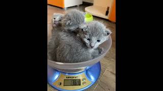 Русские голубые котята питомник Ruzara by Ruzara Cattery 74 views 2 years ago 1 minute, 1 second