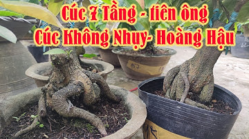 Cúc HOÀNG HUYẾT LONG, CÚC 7 TẦNG, CÚC HOÀNG HẬU | MAI GIỐNG GIÁ RẺ | CHĂM SÓC MAI VÀNG ☎ 0386573894