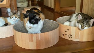 チーム長楽寺猫。レディース。