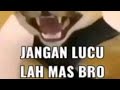 Jangan lucu lah mas bro (Absurd humor)