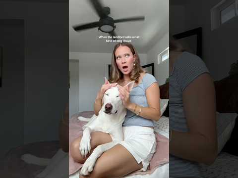 Meet Yuki The Golden Doodle Dogmom Dogowner Dog Dogshorts Funny Funnydog Dogvideos 