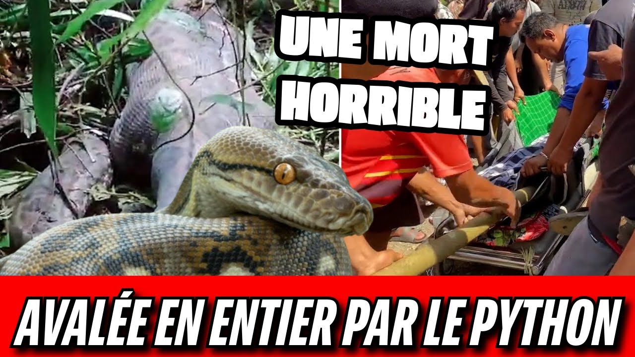 Un Python de 5 Mètres Avale Une Mère de Famille: Le Détail Choc Qui ...