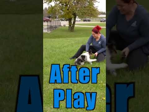 Video: Bahan Shampo Anti-Gatal untuk Anjing