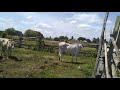 Awarewaunau Village, South Rupununi Guyana - Wild Cattle rearing..