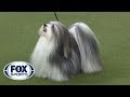 Group judging for the Toy Group at the 2019 Westminster Kennel Club Dog Show | FOX SPORTS