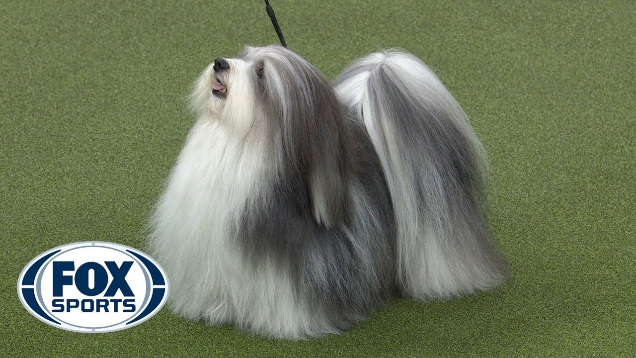 what kind of dog won the westminster dog show