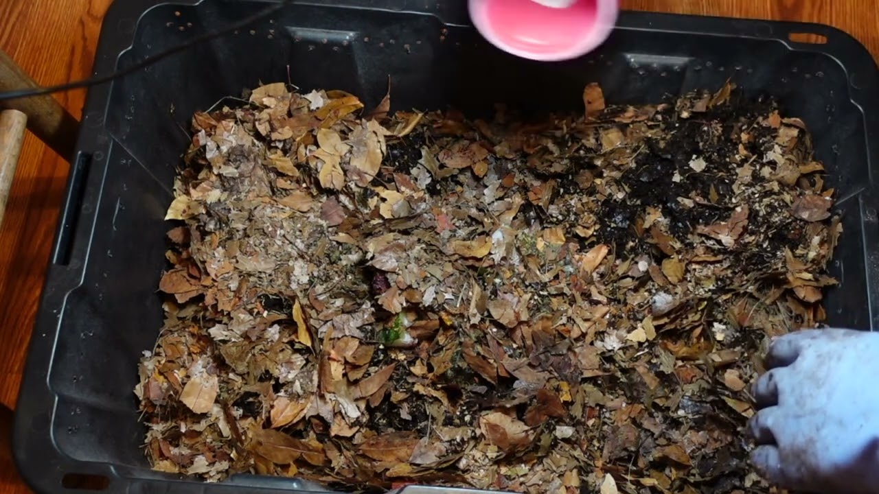 Worm Wednesday Feeding Natural Bedding Bin Harvest and Feeding 