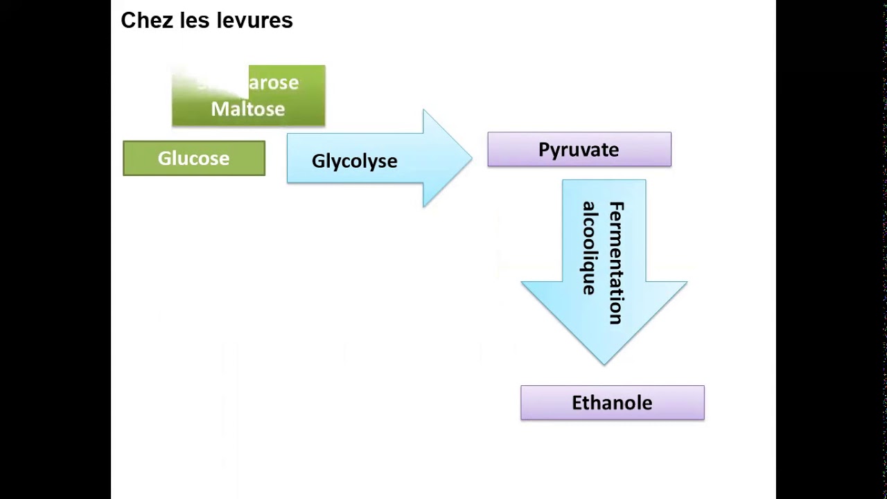 Fermentation alcoolique YouTube
