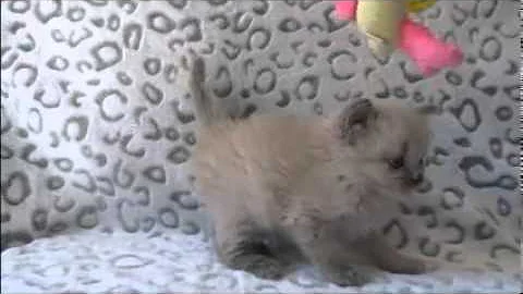 Watch the video about Cooper - Blue Colourpoint Mink Ragdoll Kitten from www.RagdollKittens.net
