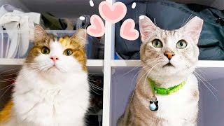 I Wish I Knew Before Getting Cats: Double the Love, Double the Trouble🙀 by Lion City Cats  545 views 1 year ago 4 minutes, 8 seconds