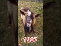 #fanny #bakri vidio #funny #you tube#shortvideo