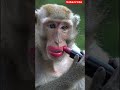 monkey makeup 🐵💄#funny #viralvideo #shorts #makeup