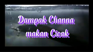 Dampak Channa Makan CiCak