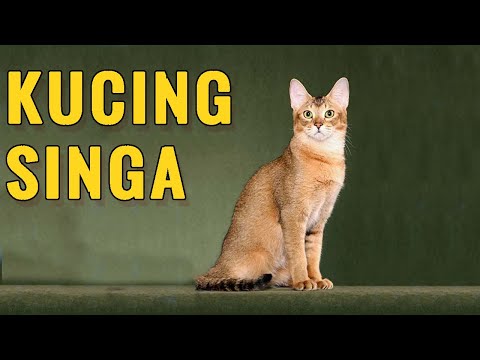 Video: Bagaimana Kucing Anda - dan Tidak - Seperti Singa