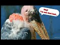 End of video