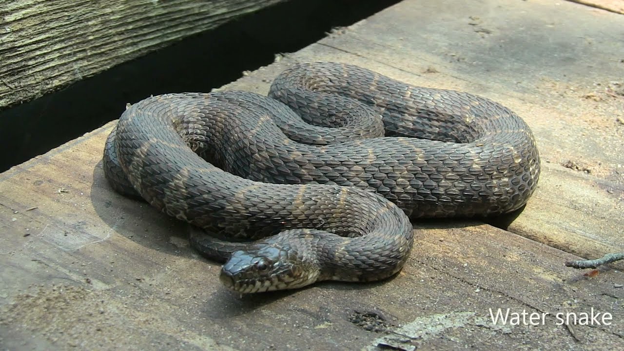 The Tale of the Northern Water Snake