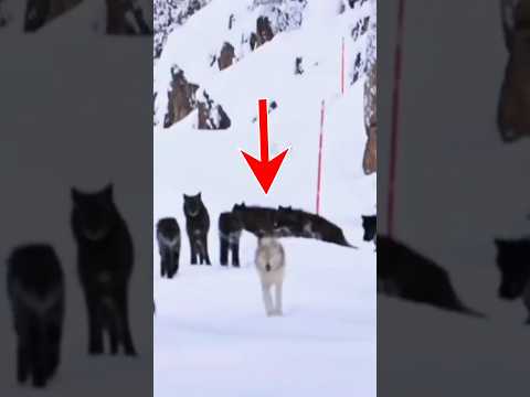 Mind-blowing Wolf Pack