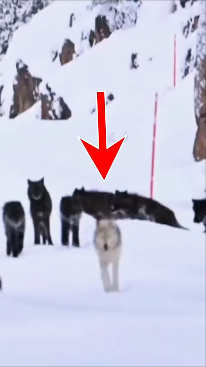 Mind-blowing Wolf Pack  😮