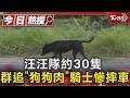 汪汪隊約30隻 群追「狗狗肉」騎士慘摔車｜TVBS新聞 @TVBSNEWS01