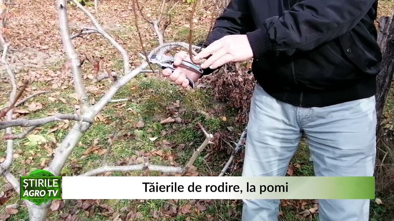 VIDEO Cum se realizează tăierile de rodire la pomi, în perioada rece 1 VIDEO Cum se realizează tăierile de rodire la pomi, în perioada rece YouTube player