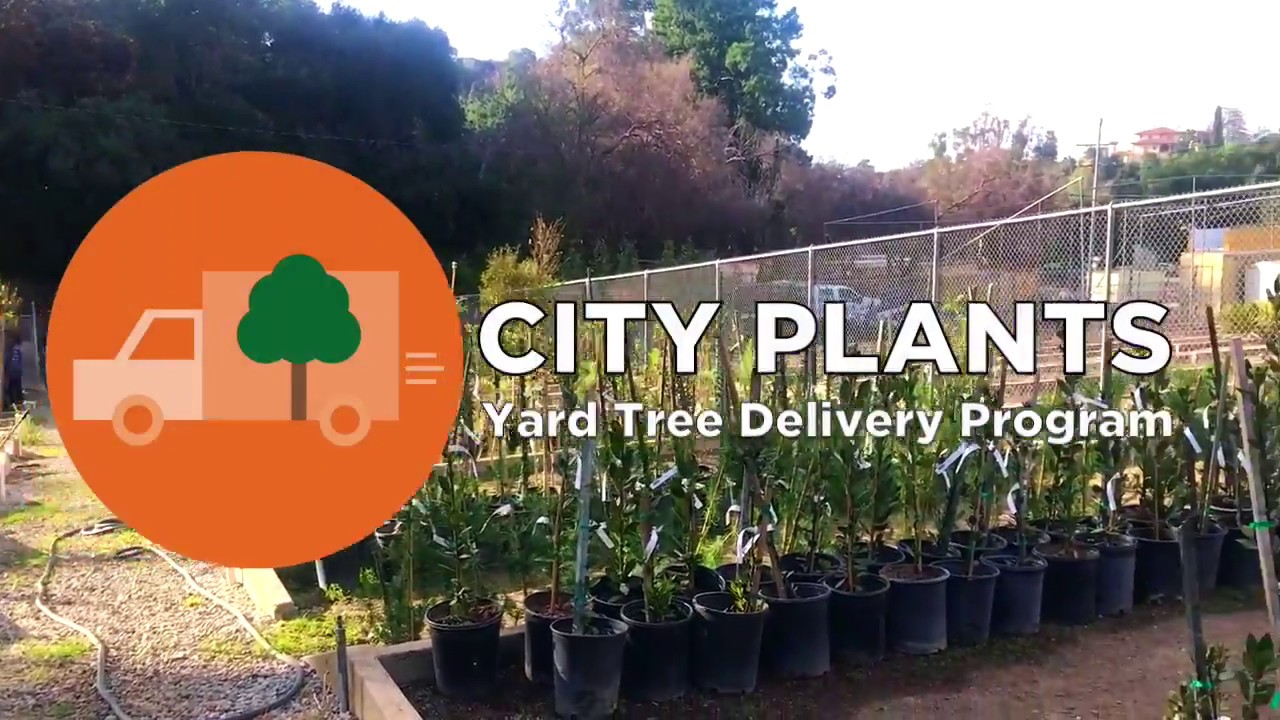 City Plants Yard Tree Delivery Program with LACC