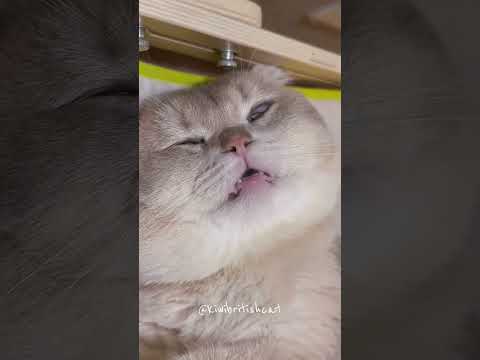 #cat #балансвселенной #богатство #кот #силасознания #юмор #дыхание #изобилие