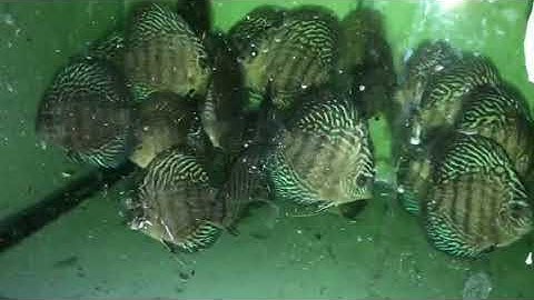 cá đĩa bông xanh I căng khỏe I lúa mềm I si lẻ