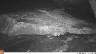 Ringtail Bariscus Astutus