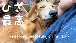 ダックス犬チョコさま Youtube