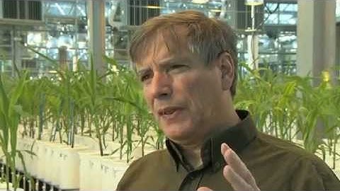 PhenoArch Plant Phenomics