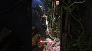 Python Found Outside House in Calangute | Snake Rescue Alert