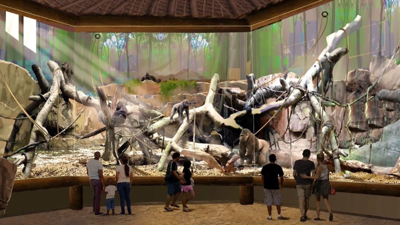 Congo Falls gorilla exhibit at San Antonio Zoo to open this December