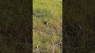 California Ground Squirrel(Sierra Vista Open Space Preserve)