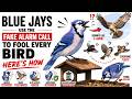 THE FAKE ALARM TRICK | Why Birds Fear Blue Jays