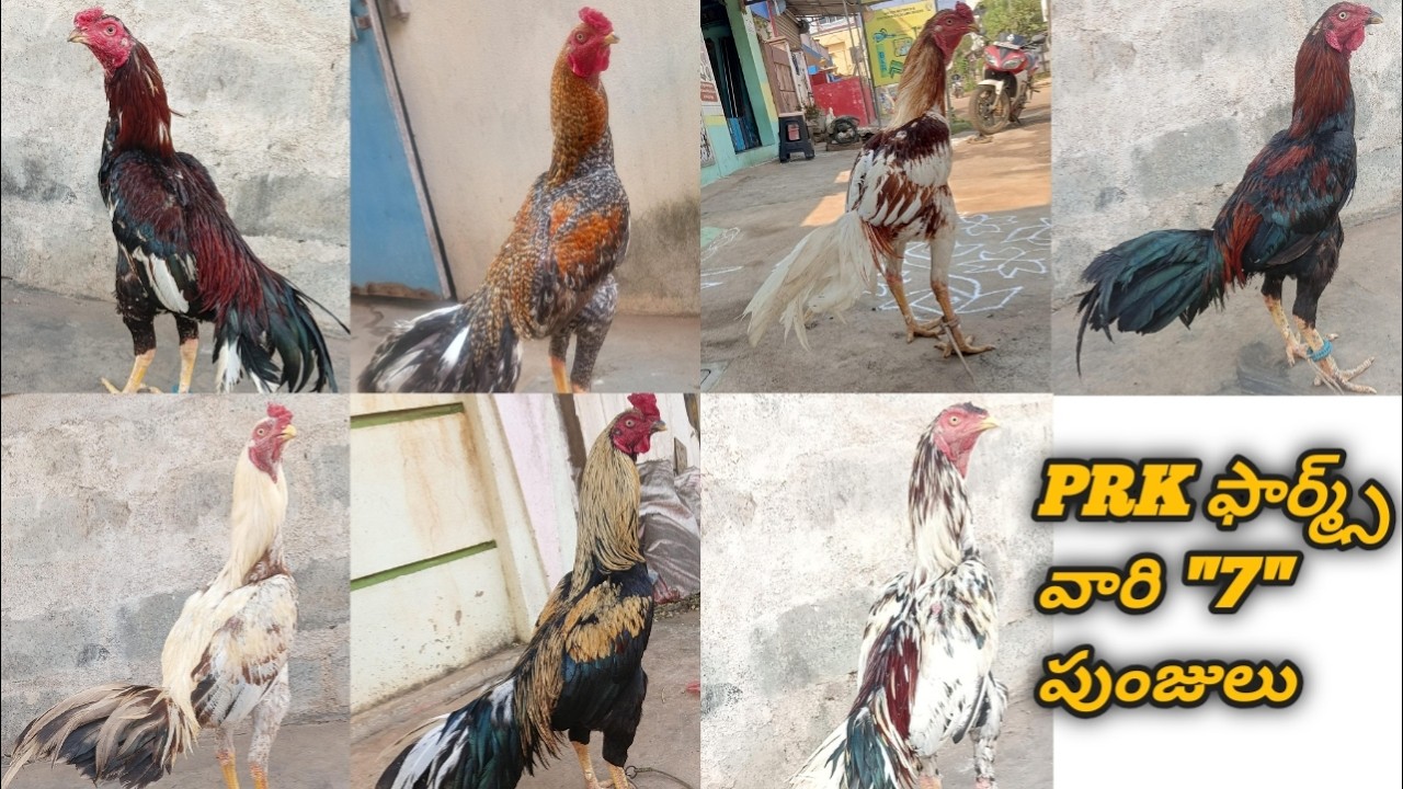 PRK ఫార్మ్స్ వారి 