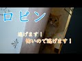 【ロビン】いつでもすぐ逃げるメインクーン のほほん太っちょボーイズ #066