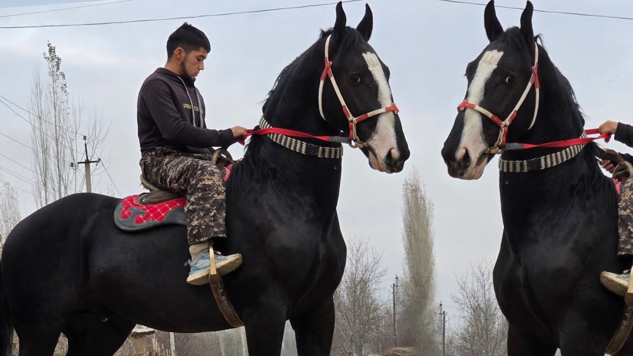 МАШАЛЛАХ   ЗОР ӨСПҮРҮМ СЛАСКА   2 года  1.70 см Ноокат Центрден Сатууга Чыкты 